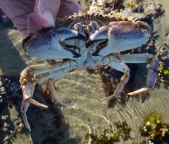 Metacarcinus anthonyi