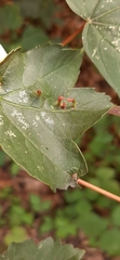 Eriophyidae