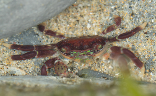 Purple Shore Crab, photo 7 of 10