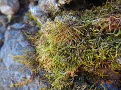 Lescuraea radicosa radicosa