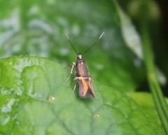 Enchrysa dissectella
