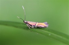 Enchrysa dissectella