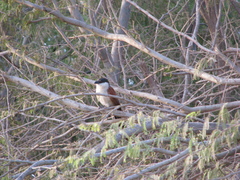 Centropus senegalensis