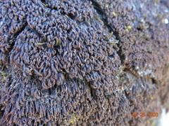 Andreaea nivalis