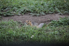 Urocitellus undulatus