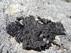 Umbilicaria torrefacta