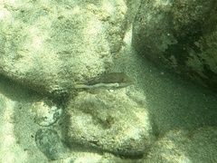 Canthigaster capistrata