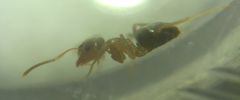 Lasius brunneus