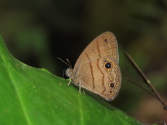 Hermeuptychia harmonia