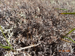 Cladonia ciliata