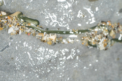Emplectonema gracile