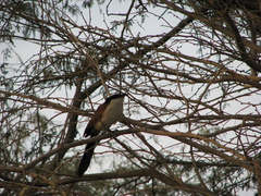 Centropus senegalensis