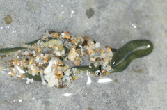 Emplectonema gracile