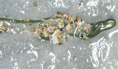 Emplectonema gracile