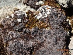 Lecidoma demissum