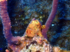 Antennarius multiocellatus