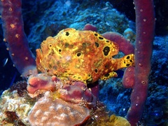 Antennarius multiocellatus