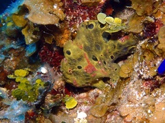 Antennarius multiocellatus