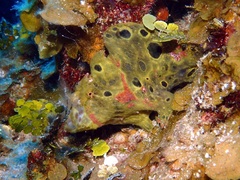 Antennarius multiocellatus