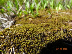 Racomitrium macounii macounii