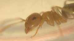 Lasius brunneus