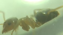 Lasius brunneus