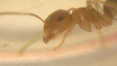Lasius brunneus