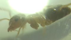 Lasius brunneus