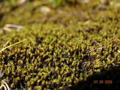 Racomitrium macounii macounii