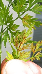 Puccinia nitida