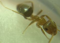 Lasius brunneus