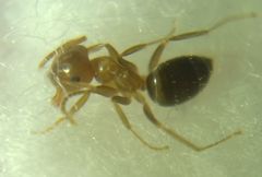 Lasius brunneus
