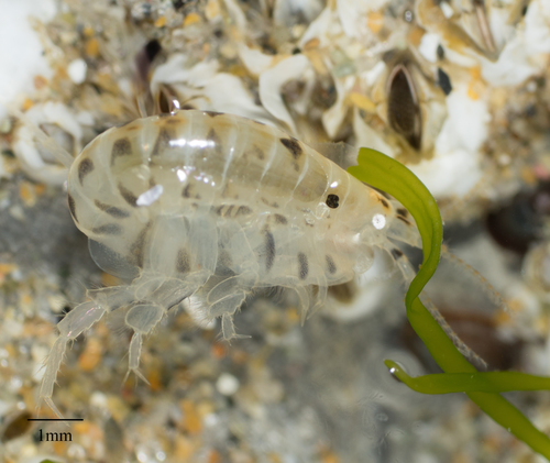 Proboscinotus loquax