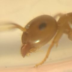 Lasius brunneus