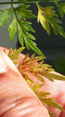 Puccinia nitida