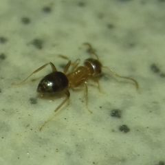 Lasius brunneus