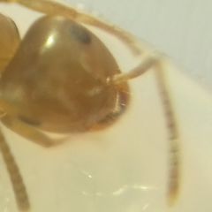 Lasius brunneus