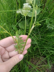 Seseli condensatum