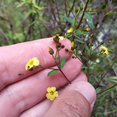 Hypericum philonotis