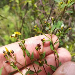 Hypericum philonotis