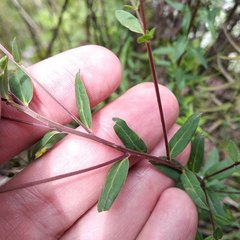 Hypericum philonotis