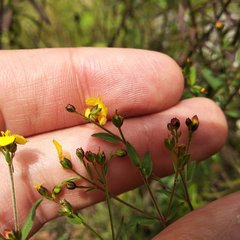 Hypericum philonotis