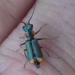 Clanoptilus marginellus