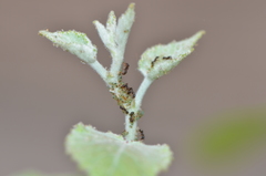 Tetramorium tsushimae