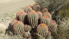 Ferocactus pilosus