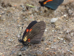 Castilia castilla