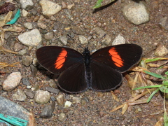 Castilia castilla