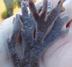 Jellyella tuberculata