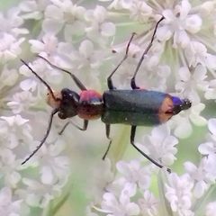 Clanoptilus marginellus