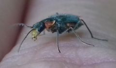 Clanoptilus marginellus